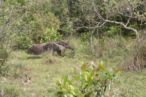 Anteater, Pantanal Wildlife