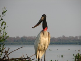 Jabiru Stork, Pantanal Wetland, Brazil