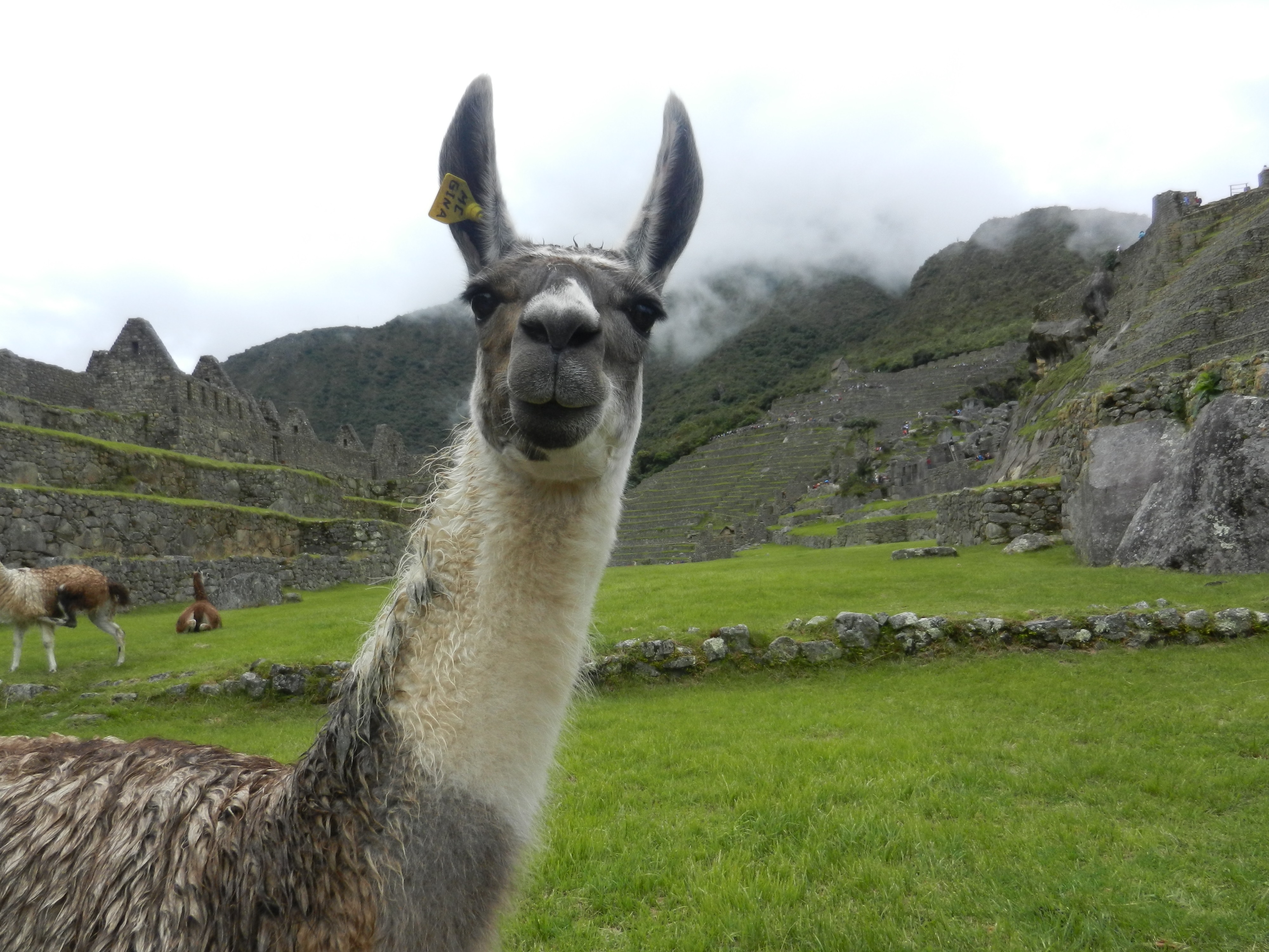 Weird and Wonderful Wildlife of South America | Llama Travel Blog